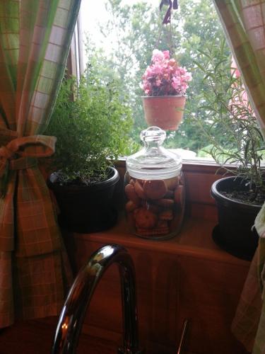 a window sill with potted plants and a jar of flowers at Vikendica RANKOVIĆI in Mokra Gora