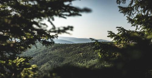 a view of a forest from behind trees at Ski&Sun Apartamenty in Świeradów-Zdrój