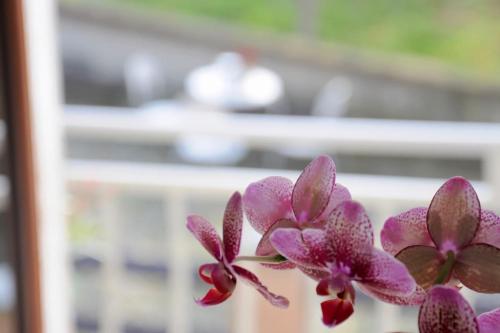 a close up of purple flowers in a window at Casa dei Nonni #charminglanga in Grinzane Cavour