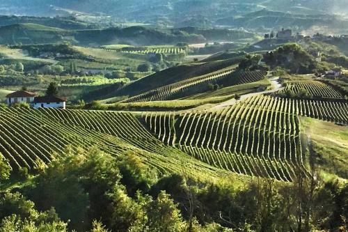 a vineyard in the hills with a house in the middle at Casa dei Nonni #charminglanga in Grinzane Cavour