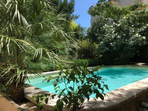 une piscine dans un jardin planté de palmiers dans l'établissement MAISON LUBERON, à Apt