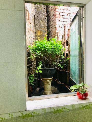 Κήπος έξω από το Hava Homestay
