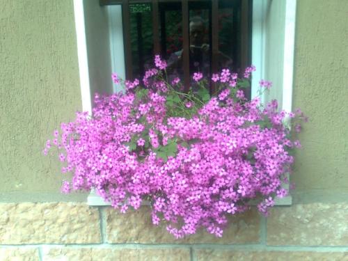 a window box filled with purple flowers in front of a window at Le Magnolie B&B in Bussero