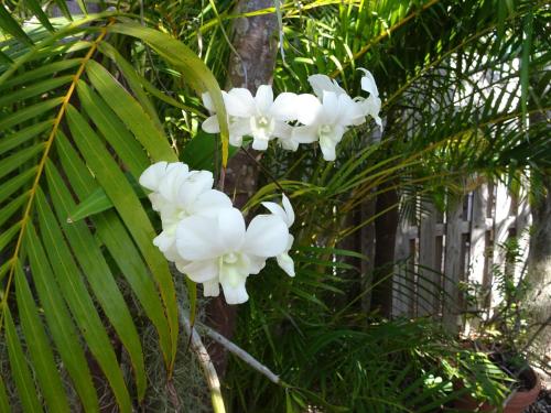 un ramo de flores blancas en un árbol en Suite Dreams Inn by the Beach, en Key West