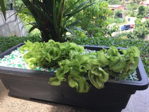a black planter with green plants in a garden at Kandyan Lounge in Kiribatkumbura