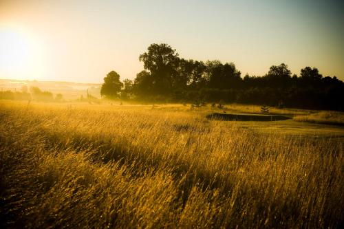 a field of tall grass with the sun in the background at Golf Hotel Lisia Polana in Pomocnia