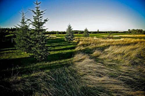a field of tall grass with two trees in it at Golf Hotel Lisia Polana in Pomocnia