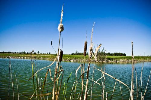 a large body of water with grass in the foreground at Golf Hotel Lisia Polana in Pomocnia
