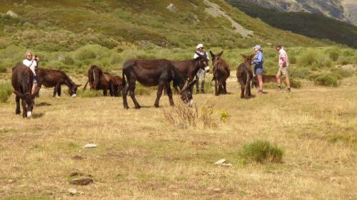 a group of people standing in a field with horses at Hosteria Picos De Europa in Potes
