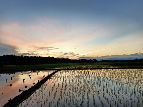 a group of birds swimming in a body of water at บวกบัววิวรีสอทร์ in Nan