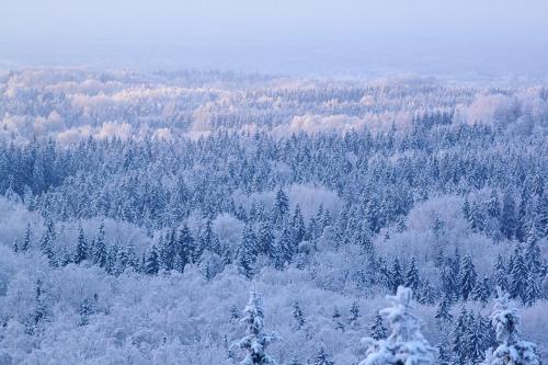 Ardennes Forest – Photos 5