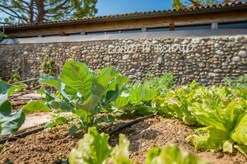 a garden with plants in front of a brick wall at Agriturismo La Pertica in Costermano sul Garda