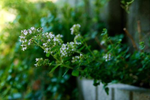 a plant with white flowers in a white pot at Kukucs Etyek Dézsafürdő Vendégház in Etyek