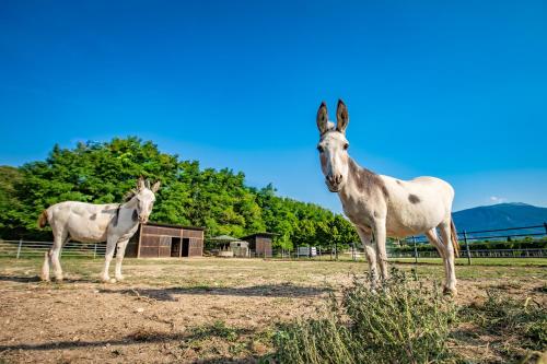 two horses are standing in a field at Agriturismo La Pertica in Costermano sul Garda