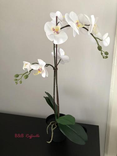 a vase with white flowers on a black table at B & B Raffaello in Terzigno