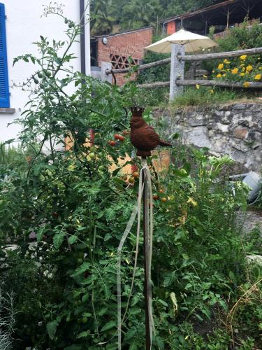 a red bird sitting on top of a plant at Ca' Dogana Vegia in Pugerna