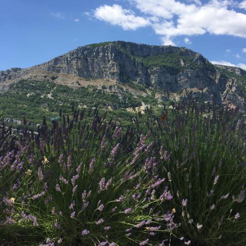 Une montagne avec des fleurs violettes devant elle dans l'établissement Maison Marthe - Maison Nomade Chic, à Coursegoules