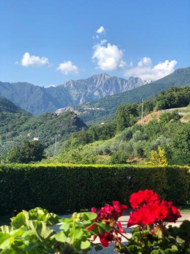 a bush with red flowers and mountains in the background at Pietrasanta in Pietrasanta