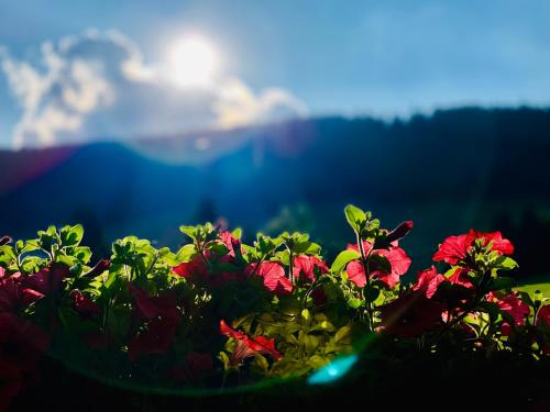 a group of flowers with the sun in the background at Ferienwohnung-direkt-am-Skihang mit Sauna in Kurort Oberwiesenthal