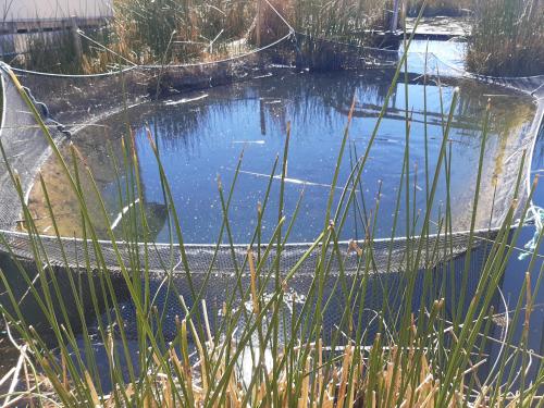 a pond with a fence around it at Quechua lodge Titicaca in Puno