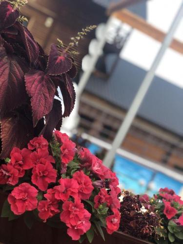 a bunch of red flowers in a pot at Dachna Sadyba PB in Migovo