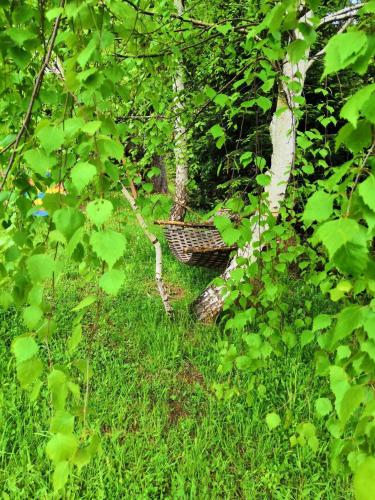 a bench in the middle of a forest with trees at Dachna Sadyba PB in Migovo
