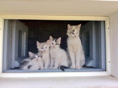 a group of four kittens sitting in a window at Masseria Montelauro in Otranto