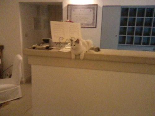 a white cat sitting on top of a counter at Masseria Montelauro in Otranto