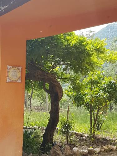 a tree sitting in front of a building at La Casa Del Mosileo in Vietri di Potenza