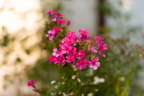 a bunch of pink flowers in a pot at Honey Farm House in Virpazar