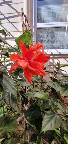 a red flower on a plant in front of a window at Belle Vue Guesthouse in Hermanus