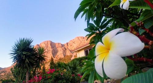une fleur blanche et jaune devant une montagne dans l'établissement Ciuri ri zagara, à Cinisi