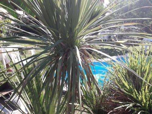 a palm tree in front of a pool at casa Marilena in Tivoli