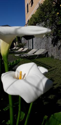 Un jardín fuera de La Gerbera