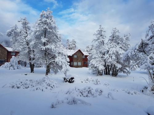 a snow covered yard with trees and a house at CABAÑAS BOSQUE NEVADO in Malalcahuello