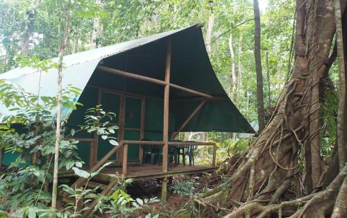 a cabin in the woods with a tree at Daintree Crocodylus in Cow Bay