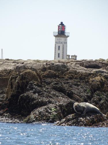 a seal laying on the rocks in front of a lighthouse at Sérénité à la mer in Concarneau