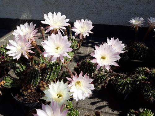 a group of white flowers in a cactus at Studio apartman CENTAR in Ogulin