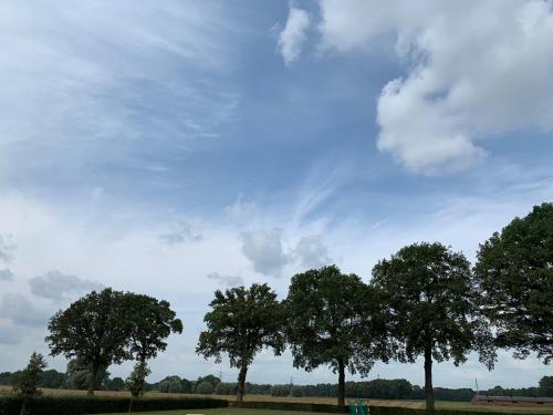 a group of trees in a field with a cloudy sky at Erve Feenstra in Lochem