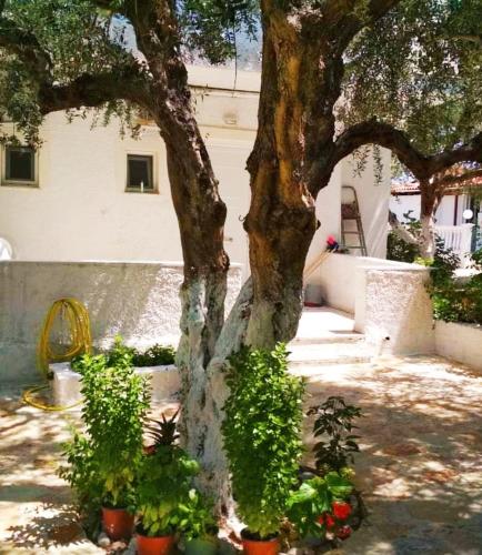 a tree with potted plants in front of a building at Billy's Amoudi Apartments in Amoudi