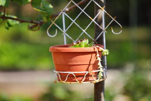 a flower pot hanging from a tree at Senkini Dvori in Sutomišćica