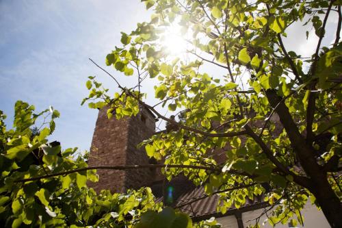 a building with the sun shining through a tree at Gasthof zum Goldenen Anker in Hainburg an der Donau