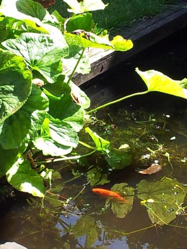 a carrot in a pond next to some plants at Bed & Breakfast 28 Appartement met Privé Tuin in Assen