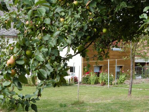 an apple tree in front of a house at Ancienne Fermette le Charlemont Givet Foisches in Foisches