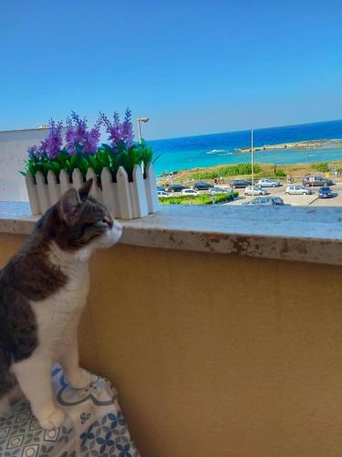 a cat sitting on a window sill looking out at the ocean at Bilocale Punta Rosa - Fronte Spiaggia in Otranto