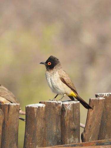 a bird sitting on top of a wooden post at Sasa Safari Camp & Tours in Outjo