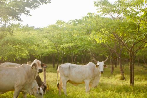 a group of cows standing in a field with trees at Hotel Diriá Santa Cruz in Santa Cruz
