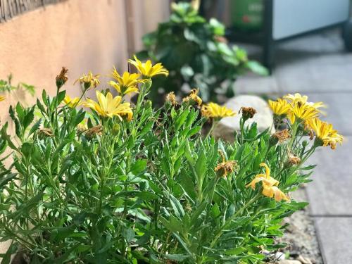 a bush of yellow flowers next to a building at Casa Limone in Quartu sant Elena, Capitana, with sea view! in Capitana