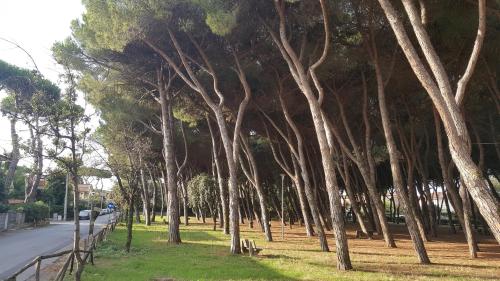 a row of trees on the side of a road at La locanda di Gioele in Lido di Camaiore
