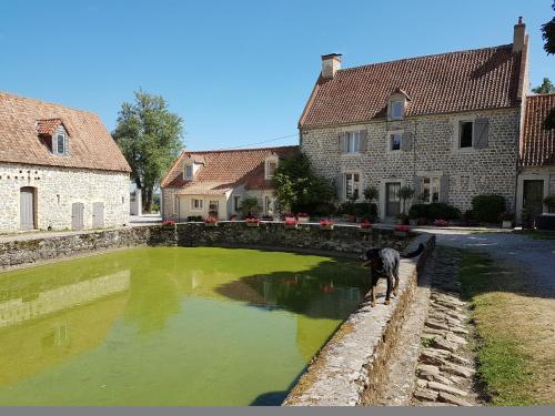un chien debout à côté d'un étang d'eau verte dans l'établissement La Roulotte du Haut Pinleu, à Pernes-lès-Boulogne
